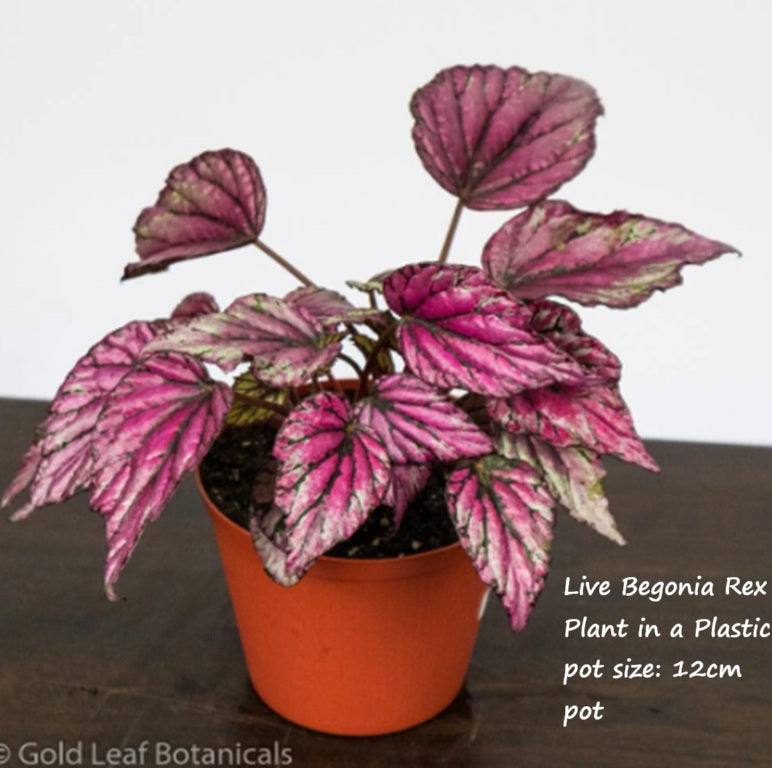 Live Plant Begonia Rex in a Plastic Pot Aplant1266-8-BR x2pcs