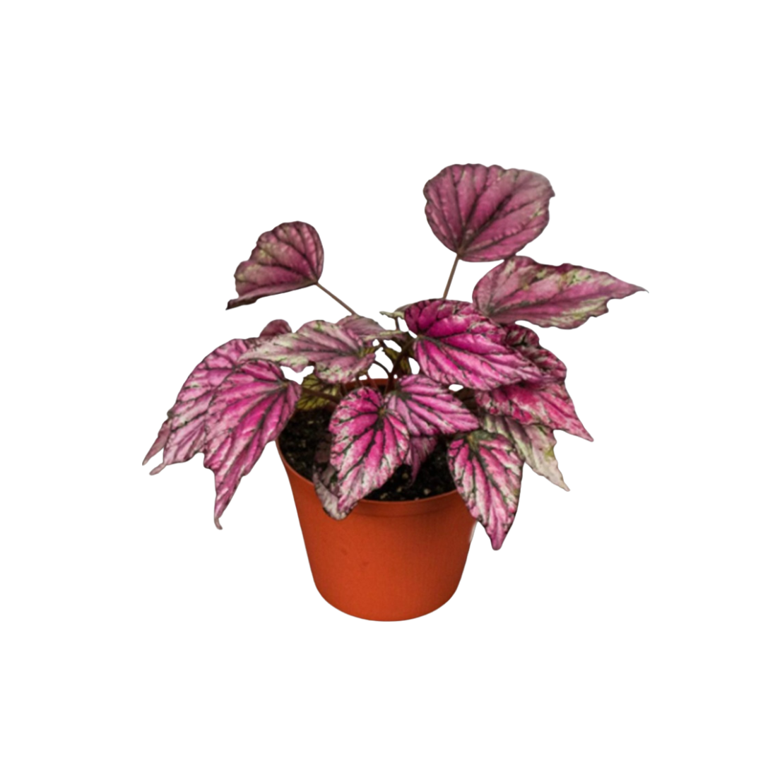 Live Plant Begonia Rex in a Plastic Pot Aplant1266-8-BR x2pcs