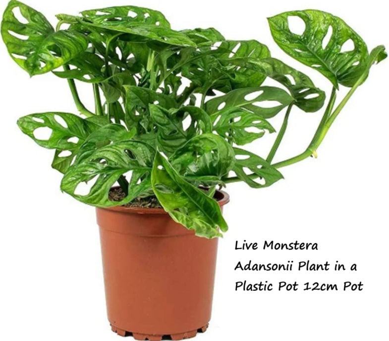Live Plant Monstera Adansonii in a Plastic Pot Aplant1266-9-MA