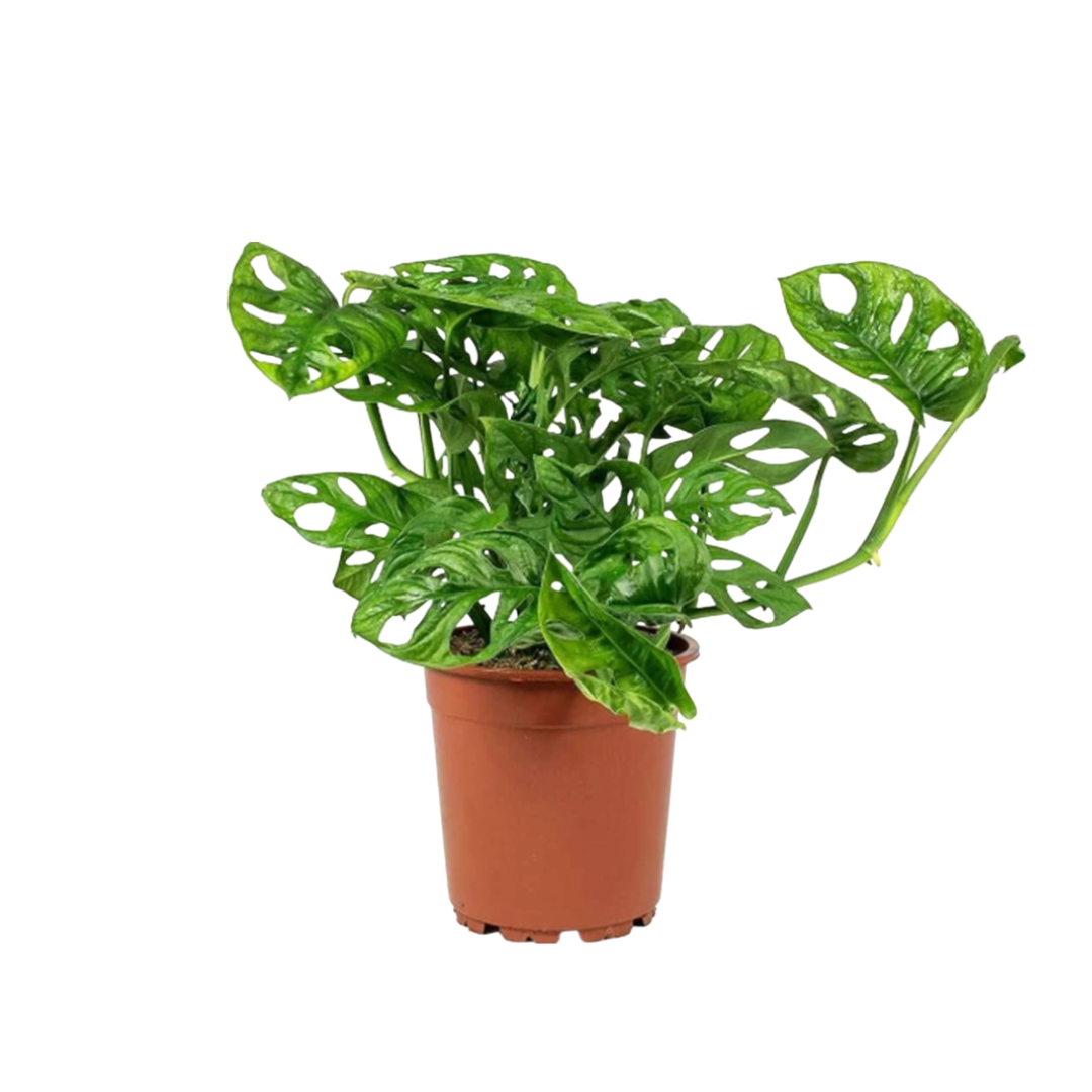 Live Plant Monstera Adansonii in a Plastic Pot Aplant1266-9-MA
