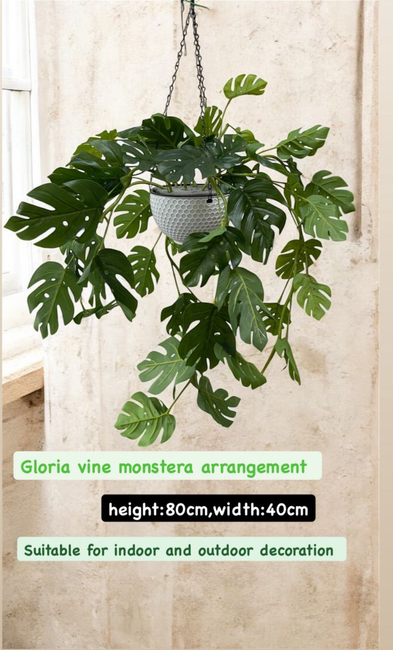 80cm Gloria vine monstera hanging  arrangement Aplant1271