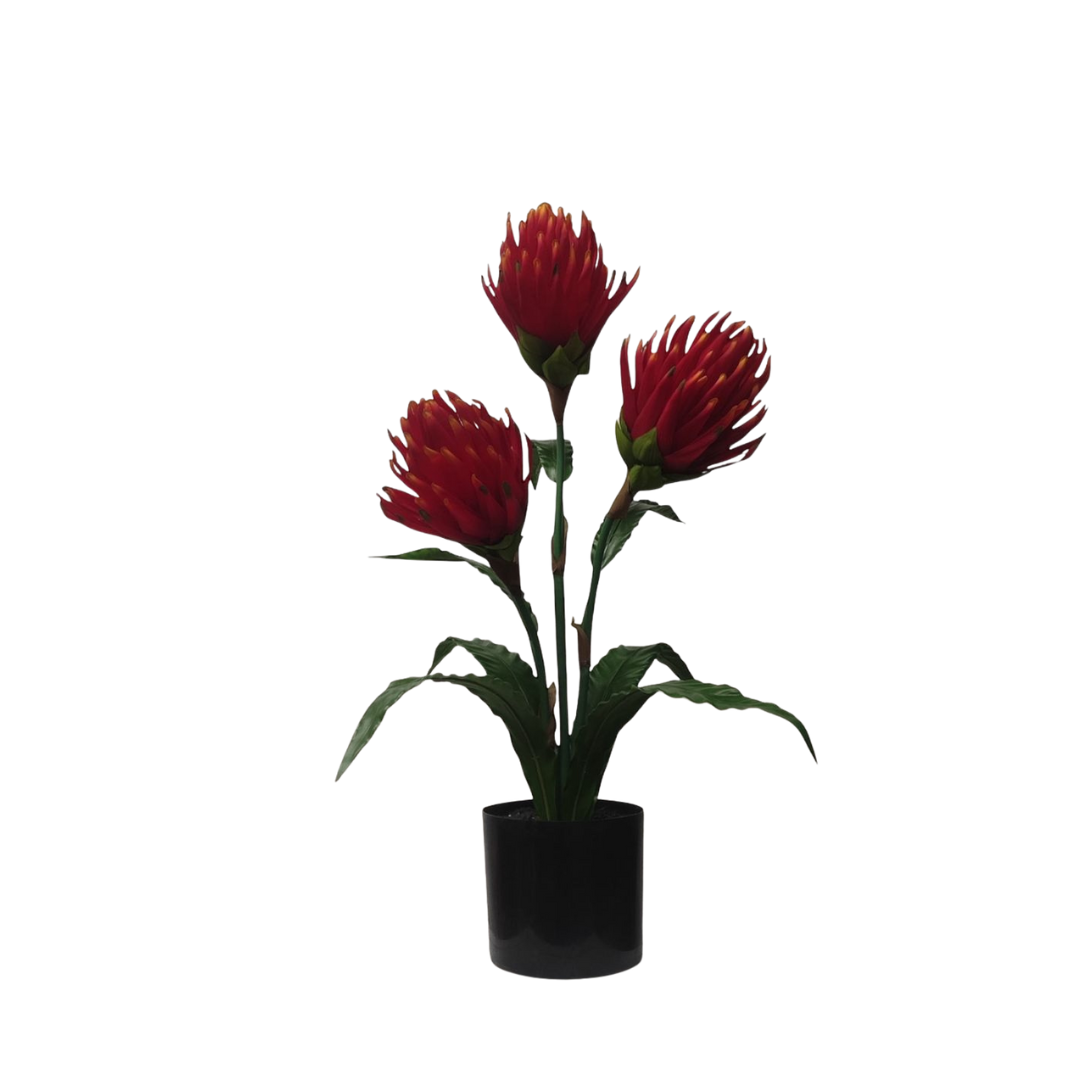 70cm King Protea arrangement Aplant1276