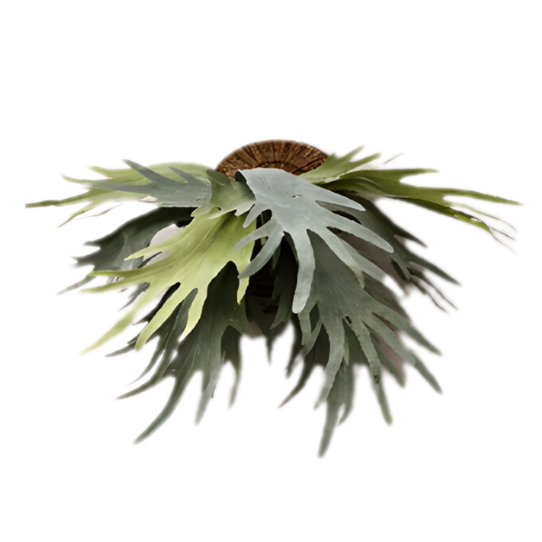 35cm Staghorn Fern Plant Artificial Aplant1285