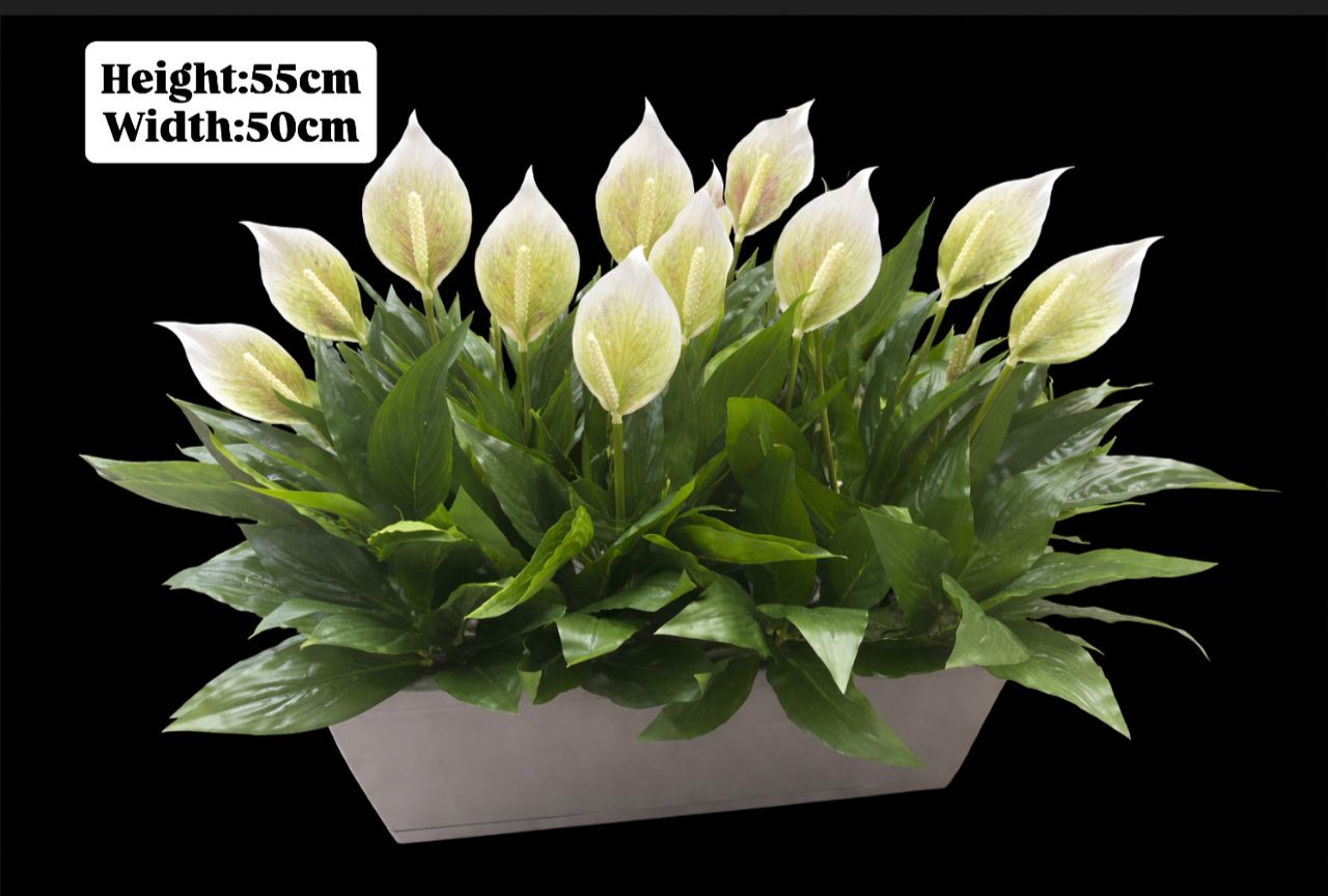 Artificial Peace Lily bush in a rectangular pot, 55cm tall, perfect for home decor, garden, or event decoration by Alton Flowers.