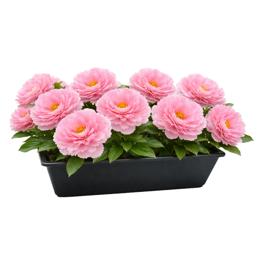 38cm Artificial Peony Flowers in a Plastic Planter Pot