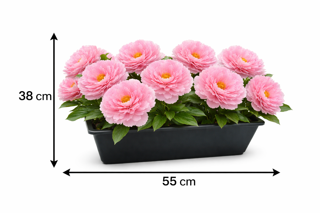 Artificial peony flowers in a plastic planter pot, 38cm tall, from Alton Flowers. Realistic, vibrant floral display.