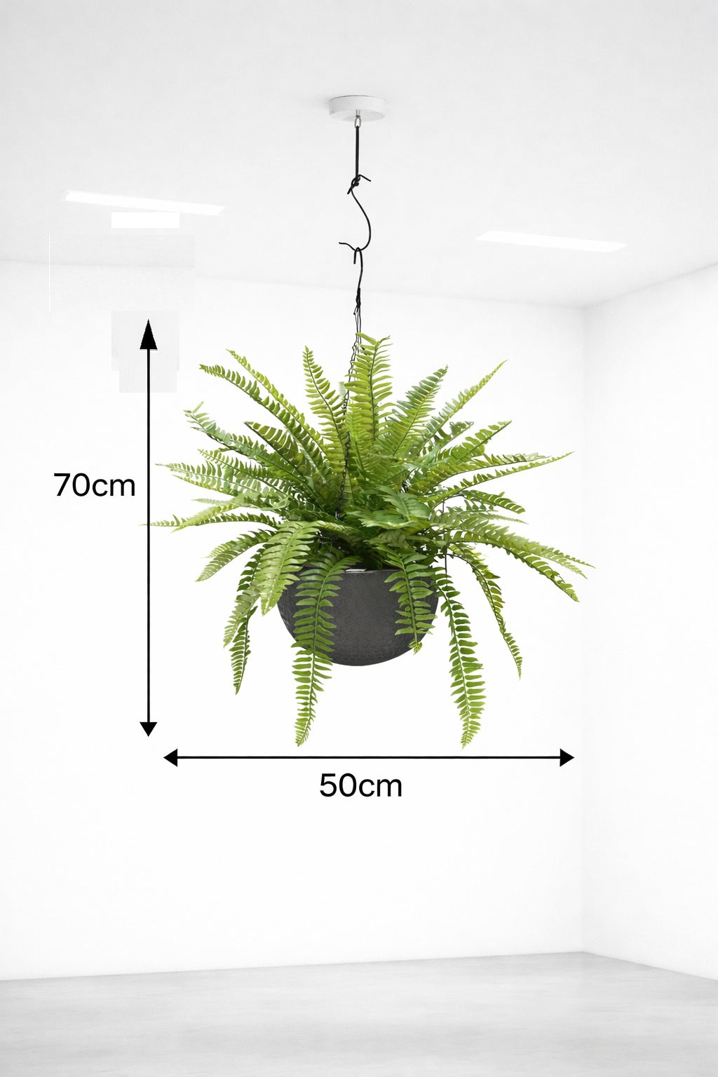 Hanging Polypody Ferns in a pot, lush green foliage, displayed in a decorative container, from Alton Flowers.