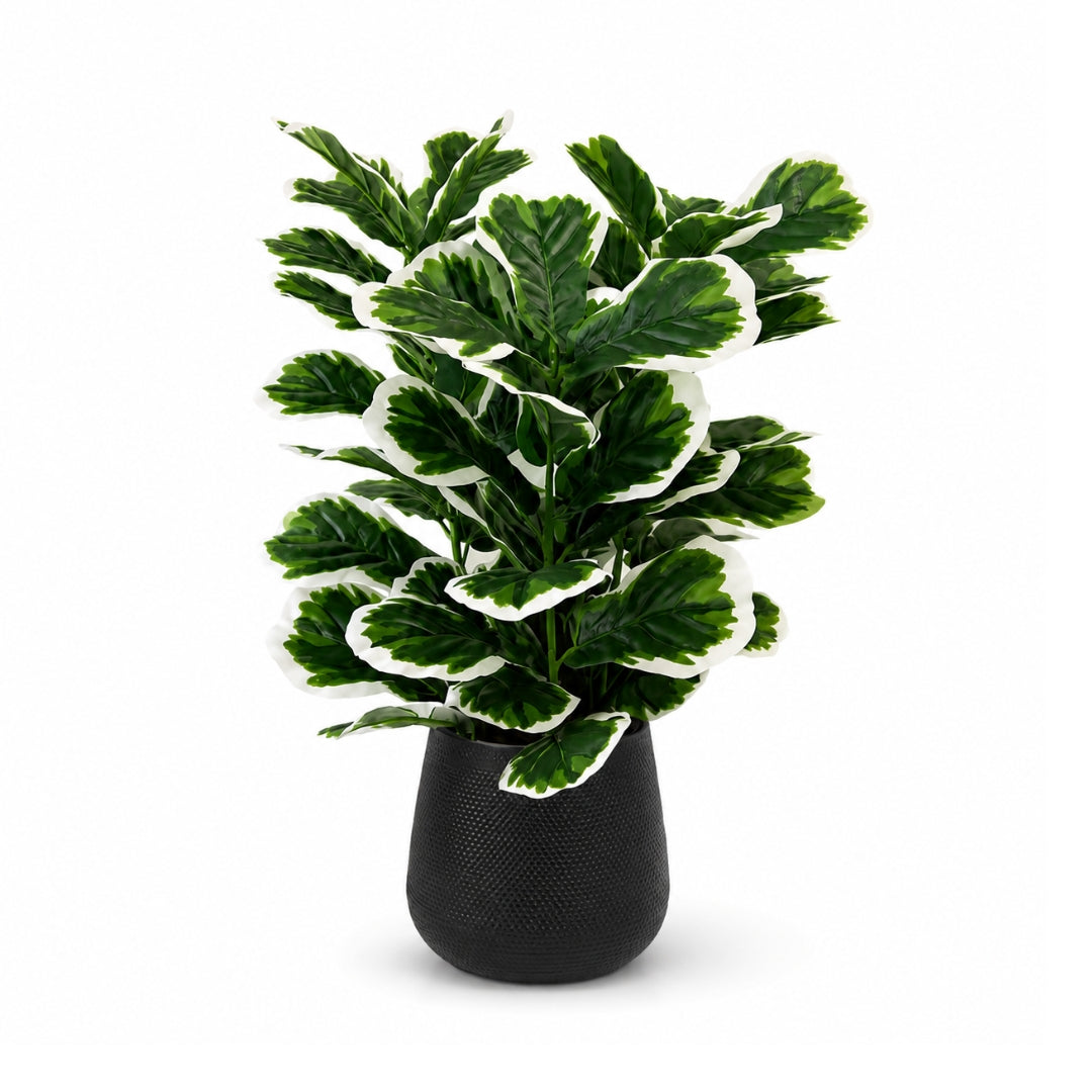 85cm artificial variegated balfour aralia tree with rounded green leaves showing clean white margins in a textured black pot by Alton Flowers Singapore