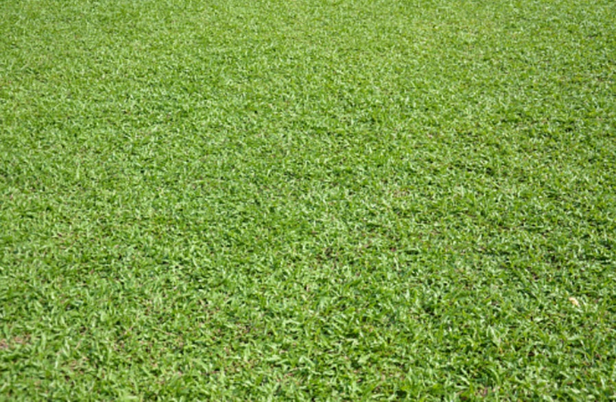 Pear Grass | Real Pearl Grass | Natural | Garden Grass