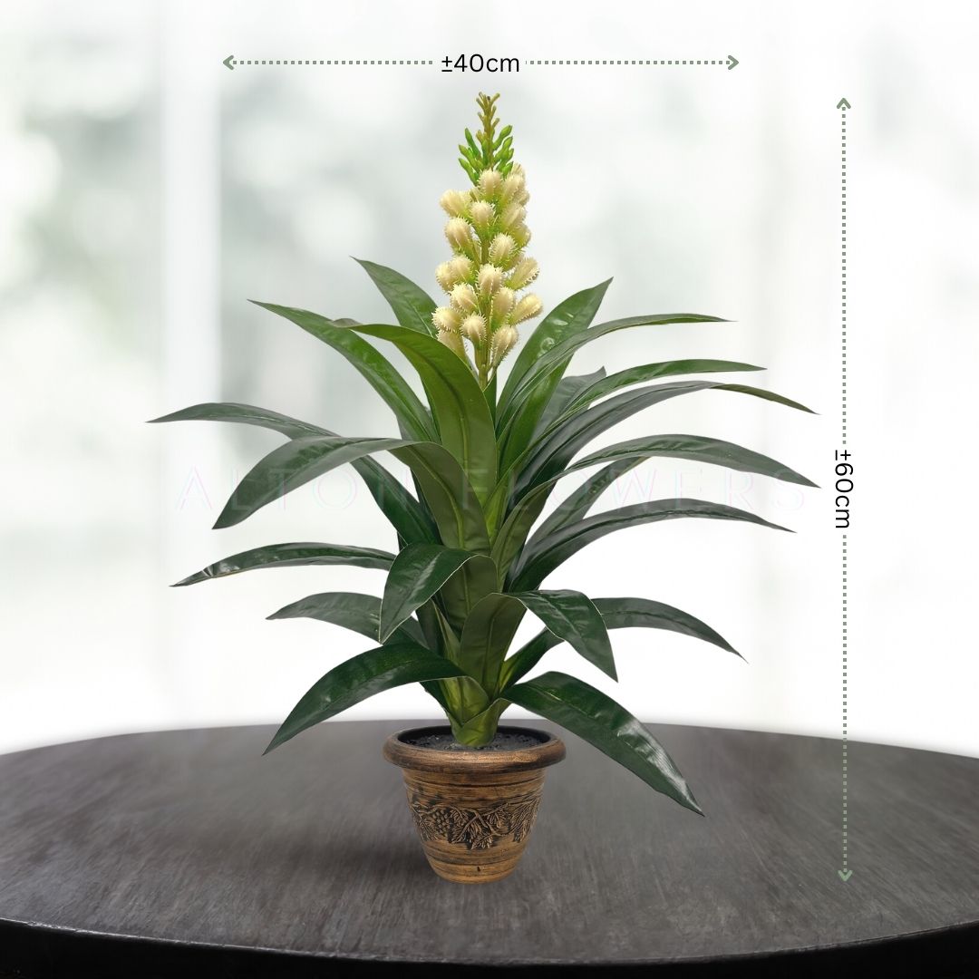 60cm Clivia Plant Artificial Aplant158