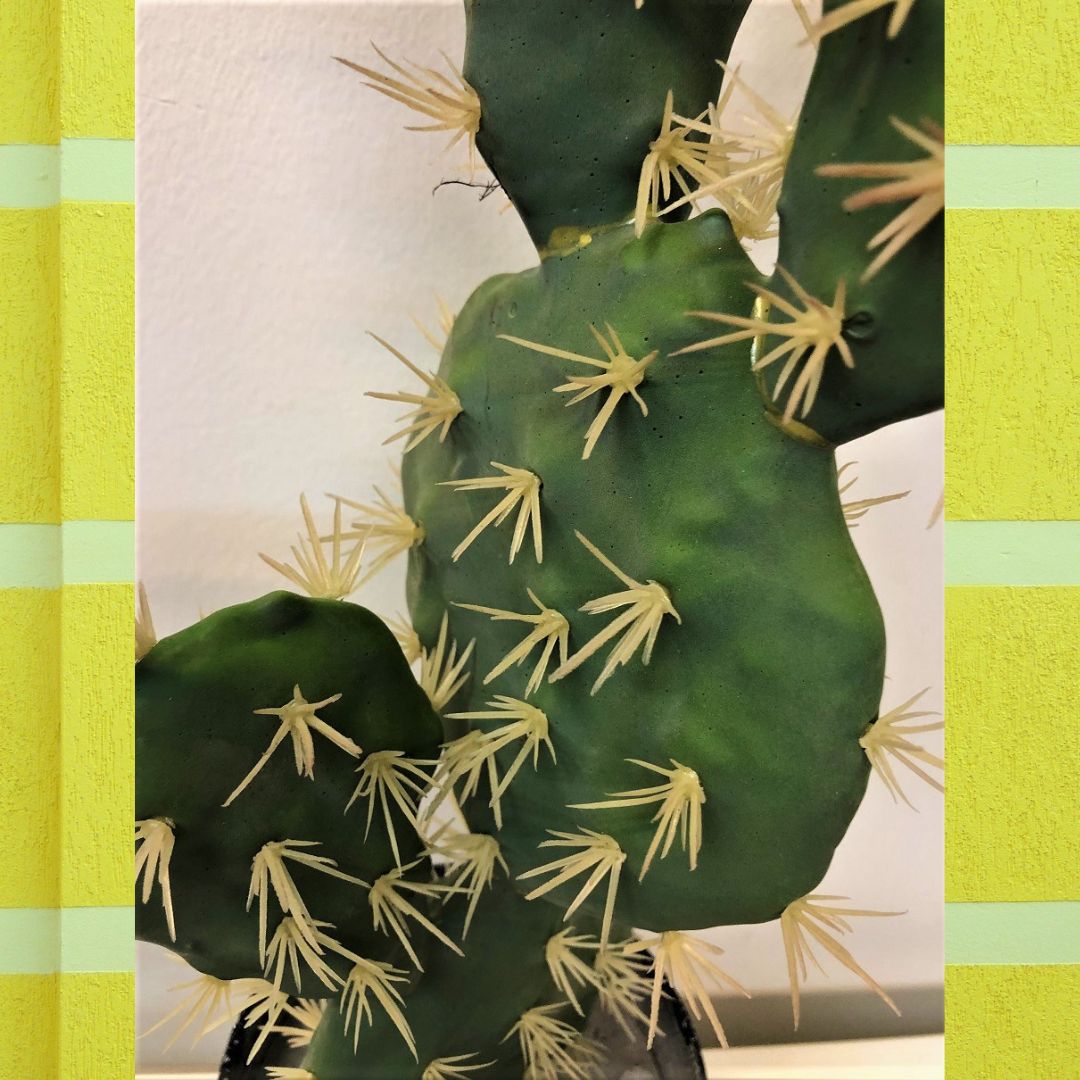 60cm Bunny Ears Cactus Aplant162