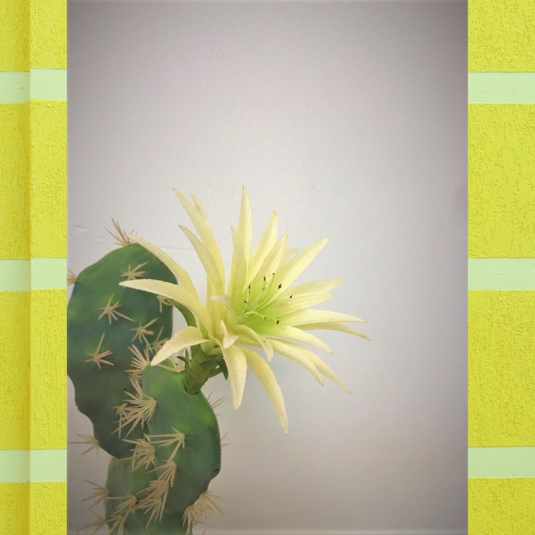 60cm Bunny Ears Cactus Aplant162