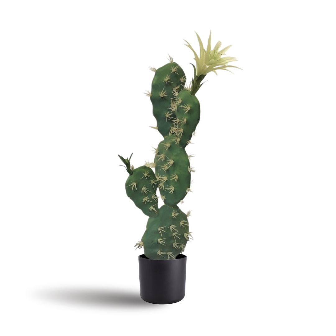 60cm Bunny Ears Cactus Aplant162