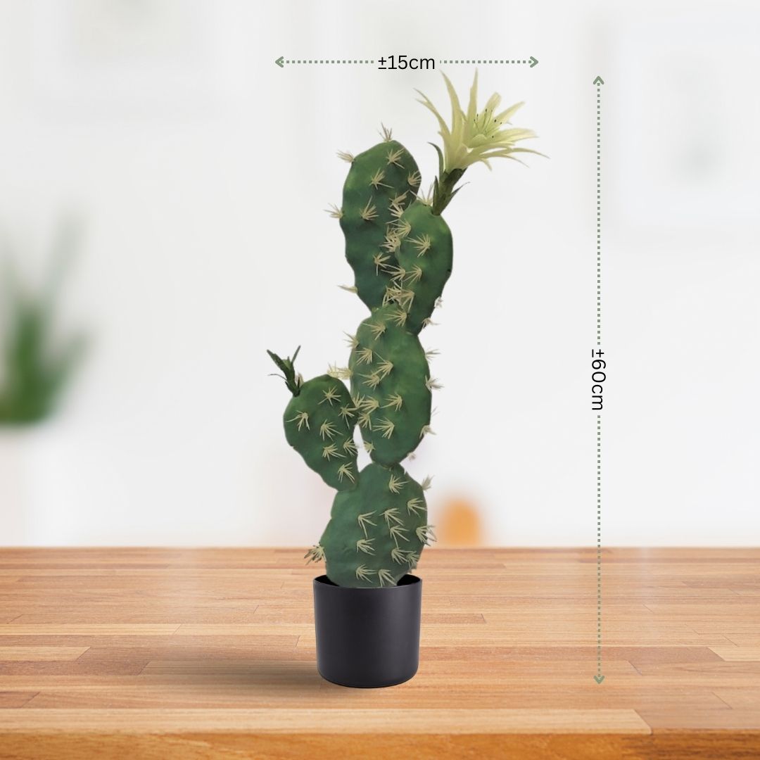 60cm Bunny Ears Cactus Aplant162