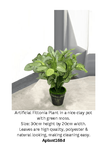 30cm Plant Fittonia bush, home decor, garden Aplant168d