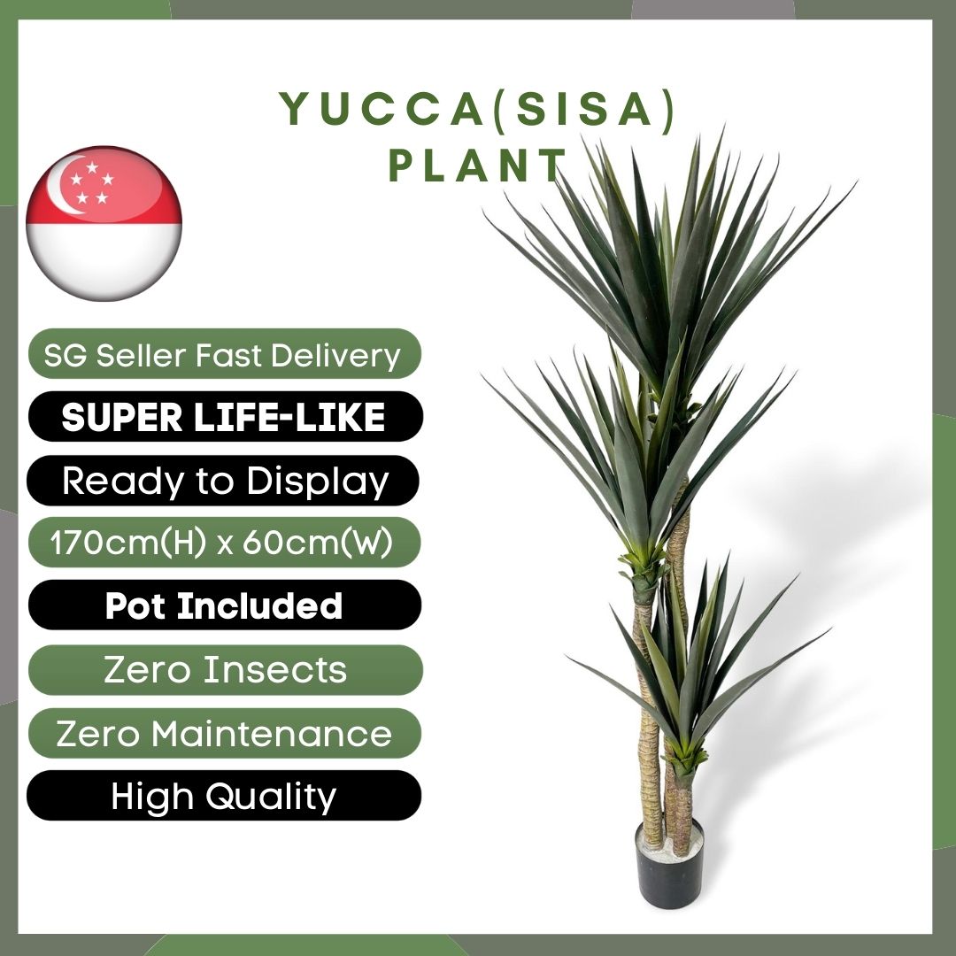 Aplant333 Yucca Plant