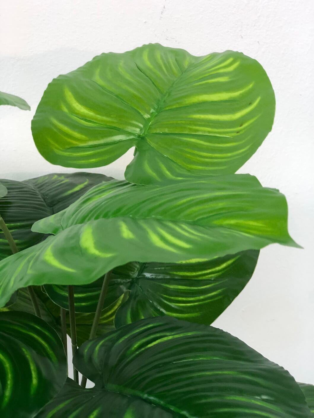 65cm Peperomia Plant (18 Leaves) Aplant424 - Alton Flowers