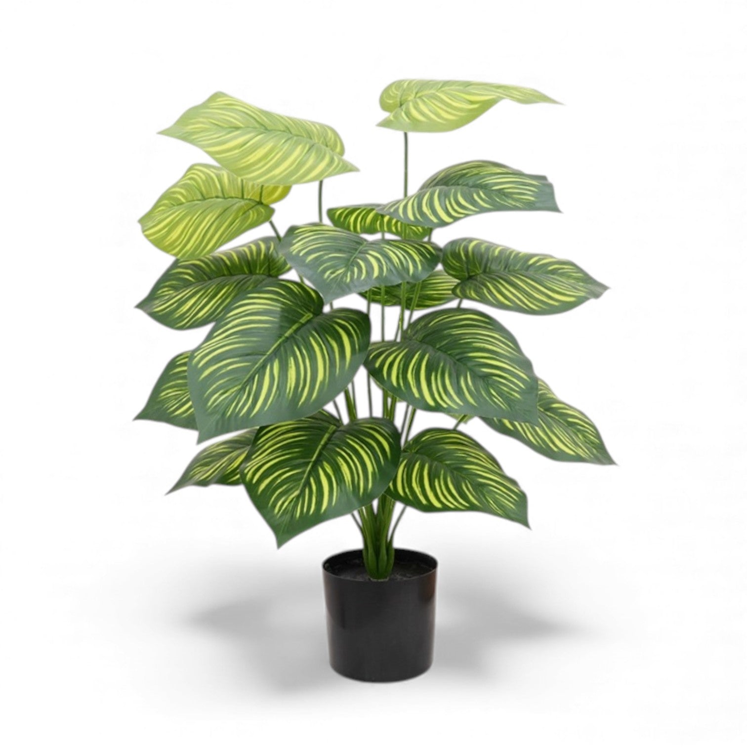 65cm Peperomia Plant (18 Leaves) Aplant424 - Alton Flowers