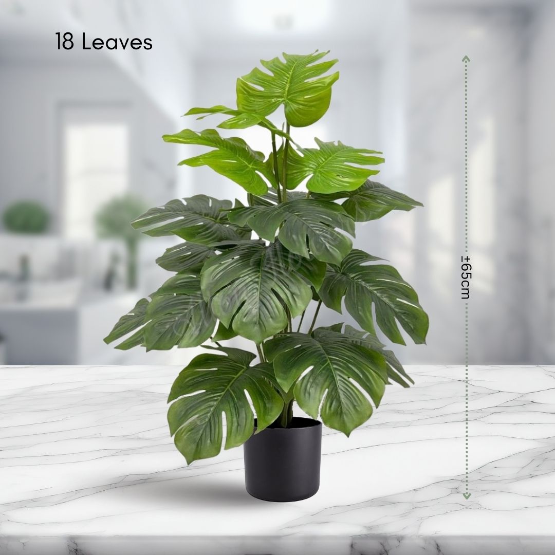 65cm Split Philodendron Plant (18 Leaves) Aplant426