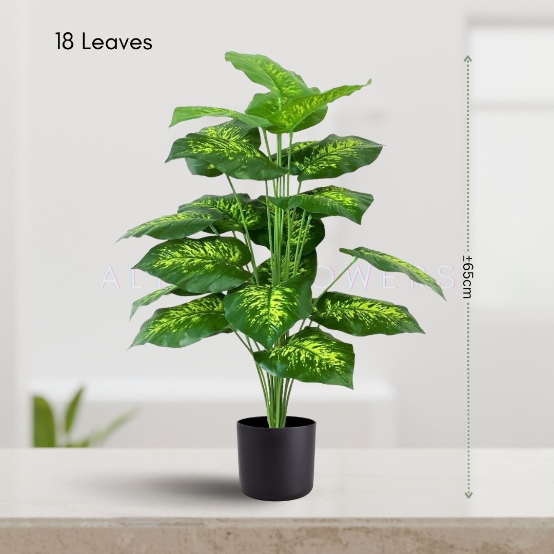 65cm Dieffenbachia Plant 18 Leaves Aplant432