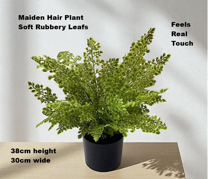 Alton Flowers 38cm Maiden Hairs Bush plant in a pot, showcasing lush green fronds and decorative container on a plain background.