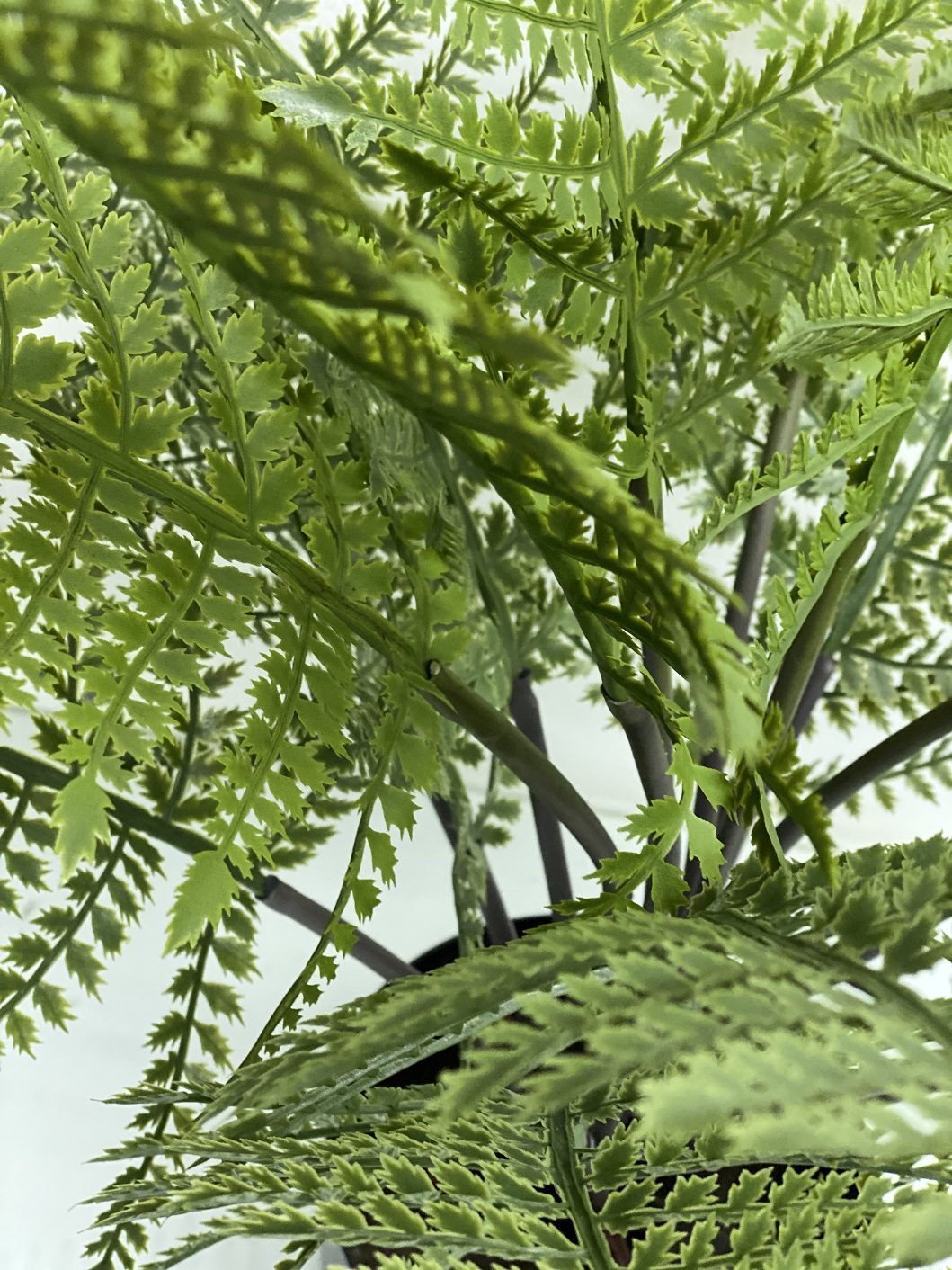 60cm Northern Lady Fern Artificial Aplant477