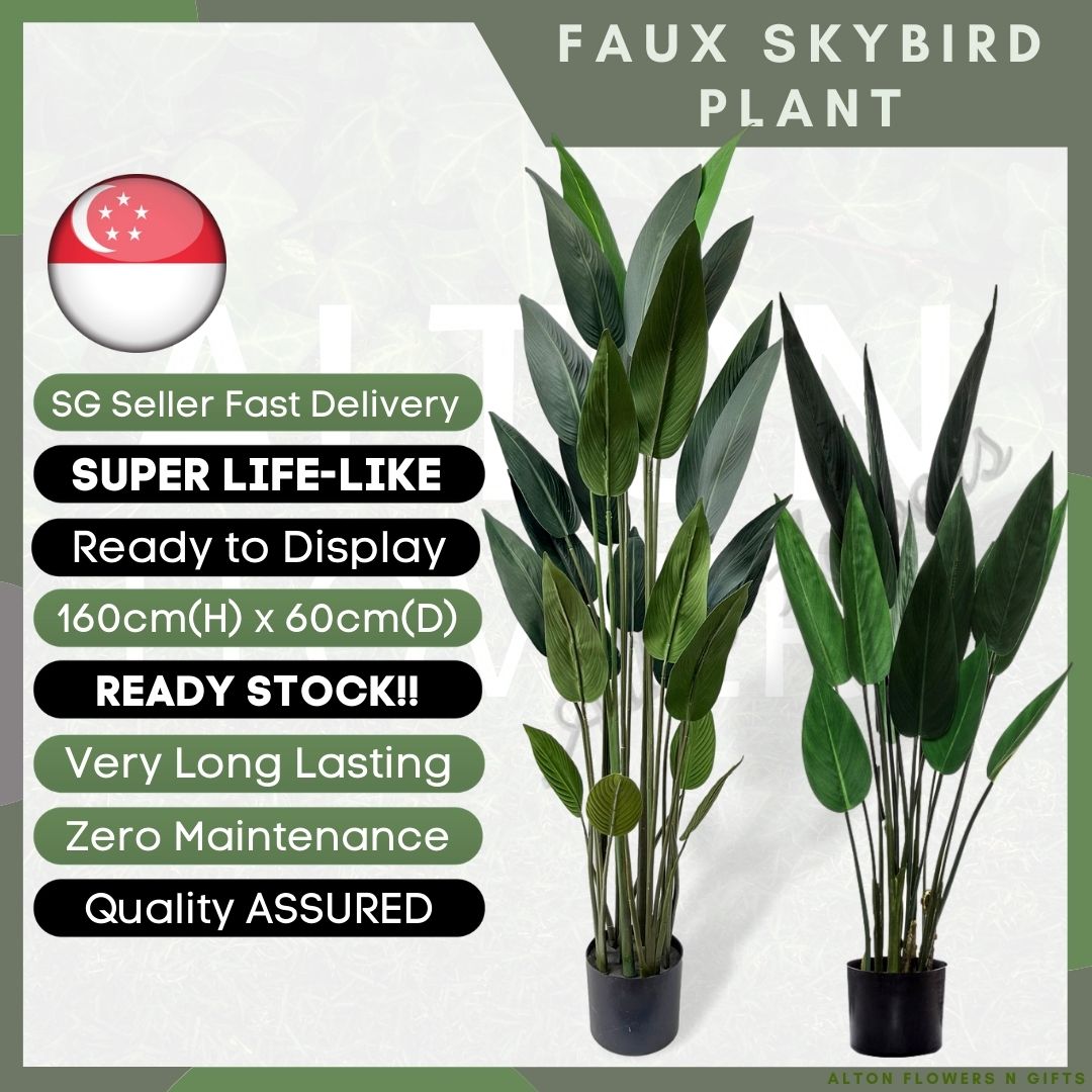 Aplant540carousell 1