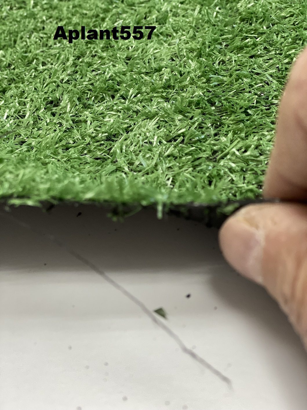 Aplant557 6 1