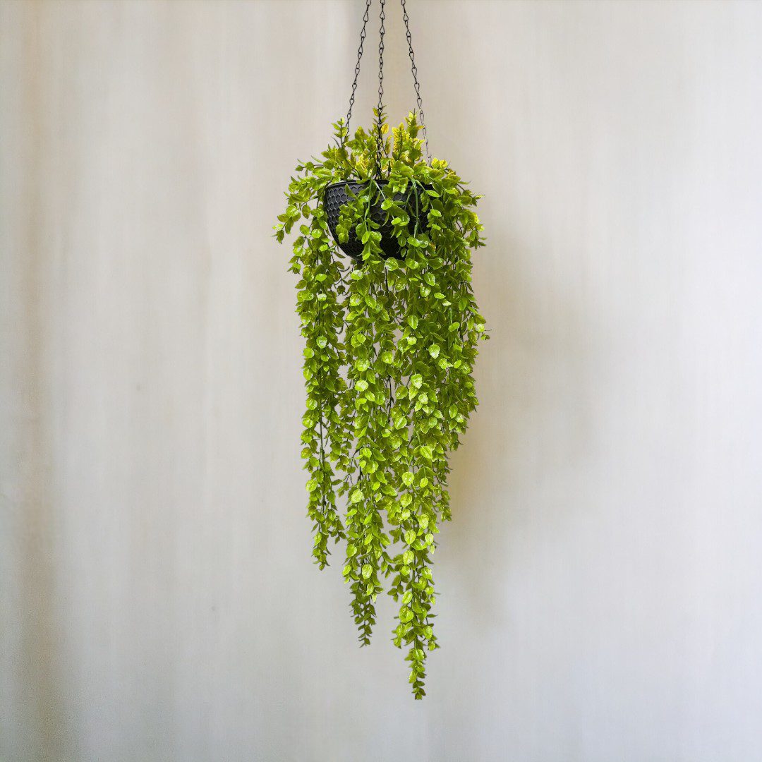 Lysimachia Plant Aplant575