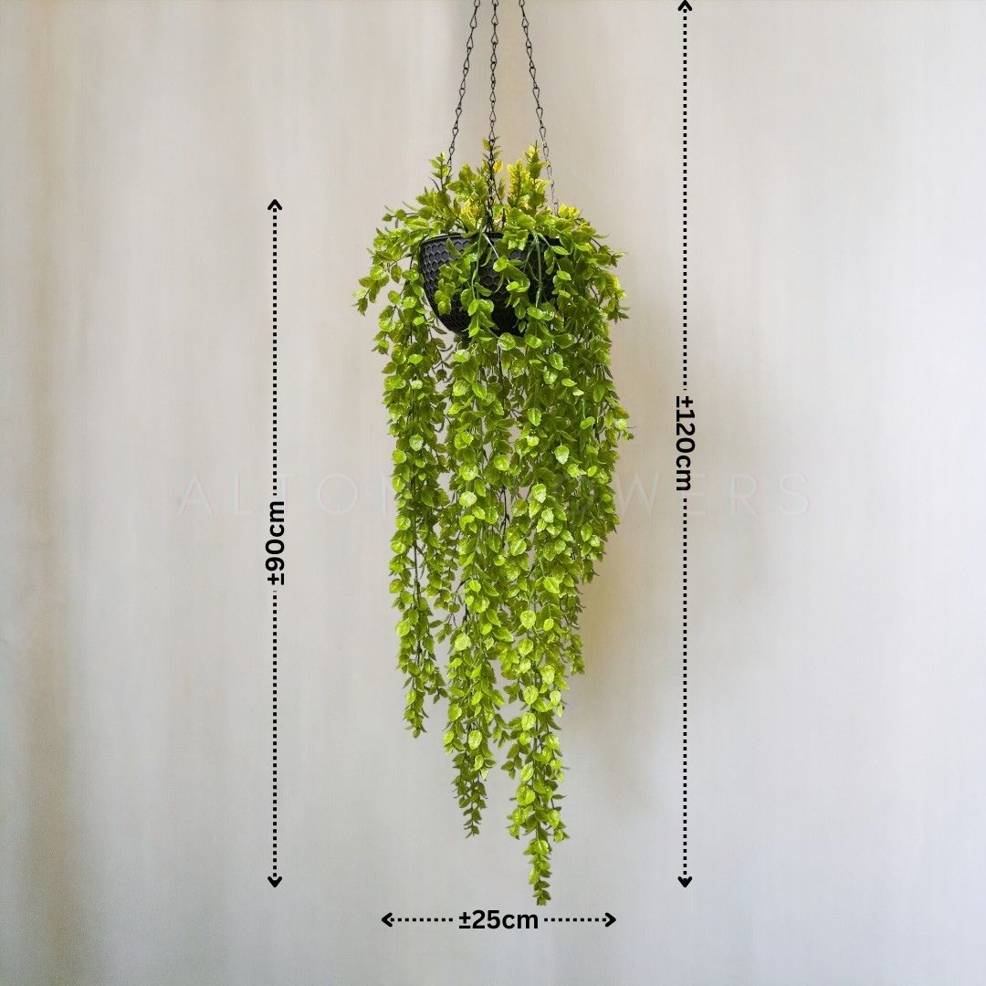 Lysimachia Plant Aplant575
