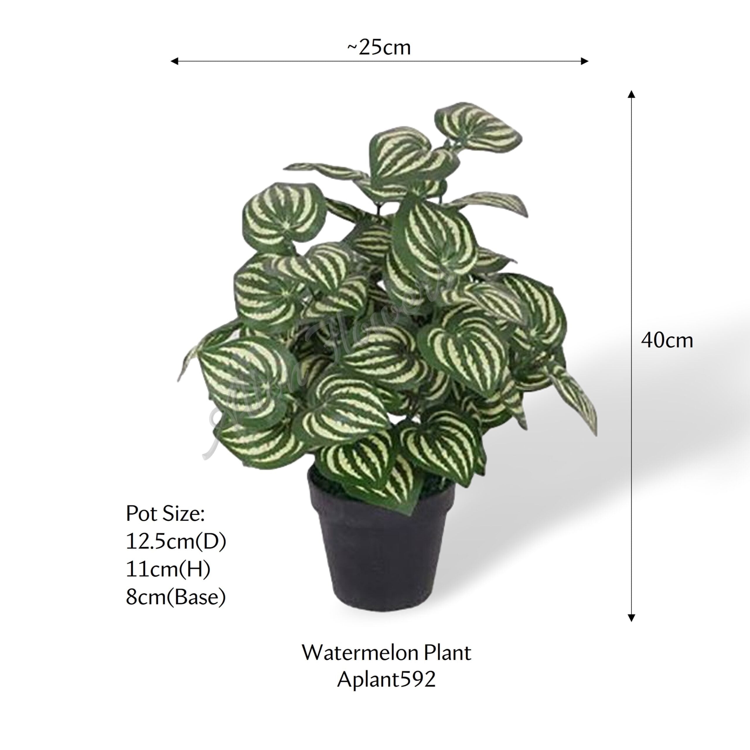 Aplant592 MEA 1 scaled