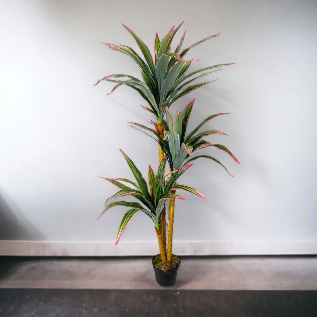 150cm Dracaena Plant Aplant593