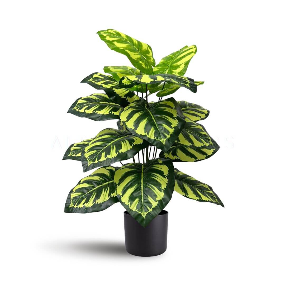 75cm artificial calathea peacock plant with 24 oversized feathered green and yellow striped leaves in a black pot by Alton Flowers Singapore