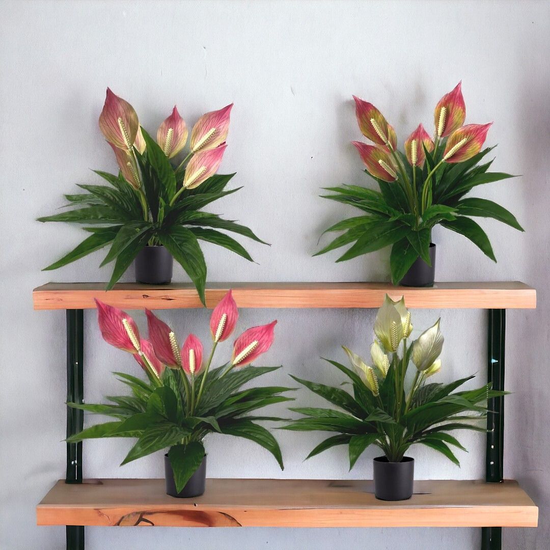 45cm Plant Peace Lily Bushes in a Plastic Pot Aplant620