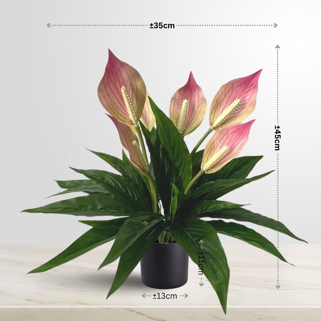 45cm Plant Peace Lily Bushes in a Plastic Pot Aplant620