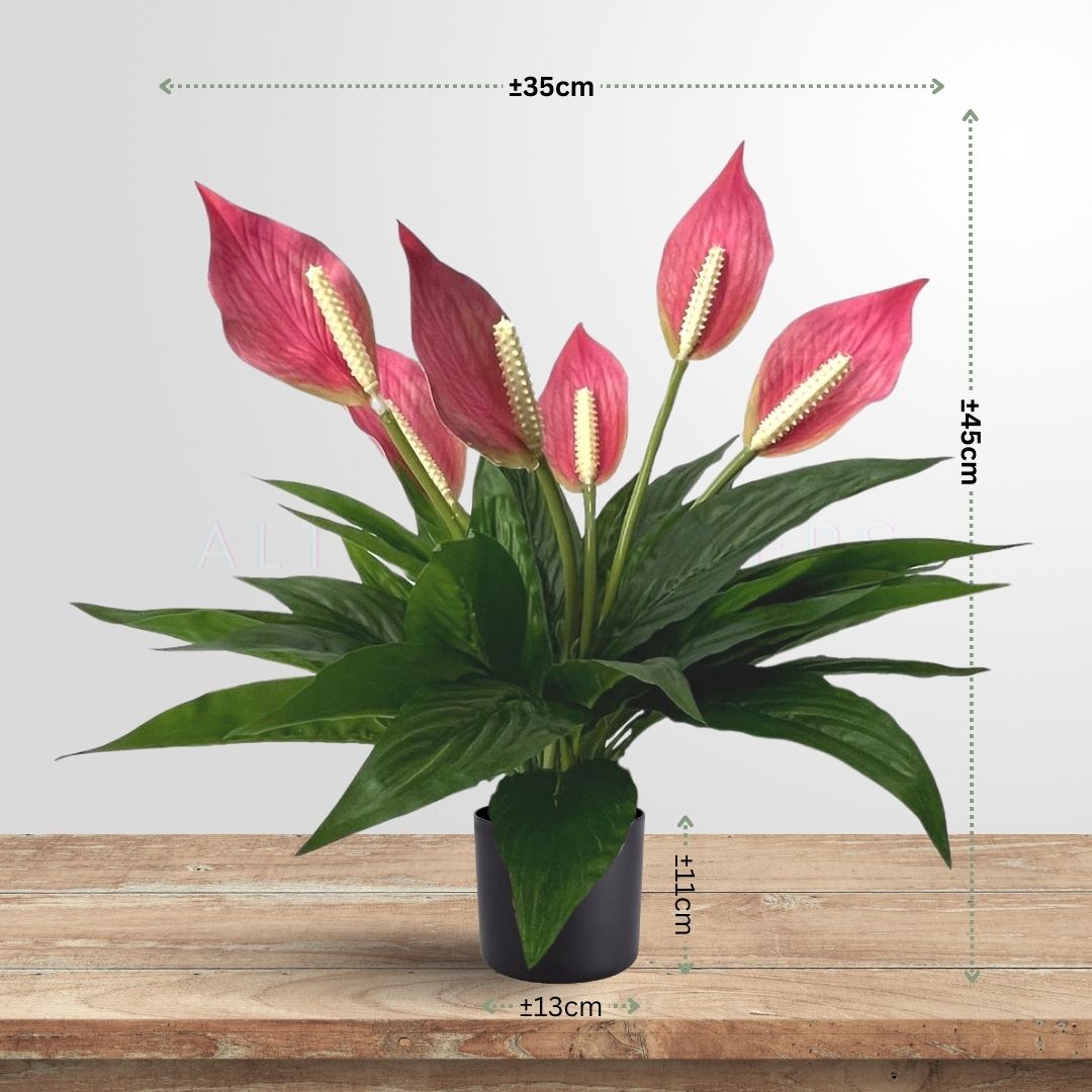 45cm Plant Peace Lily Bushes in a Plastic Pot Aplant620
