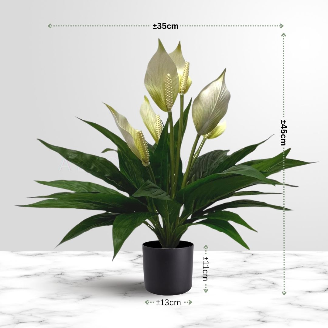 45cm Plant Peace Lily Bushes in a Plastic Pot Aplant620