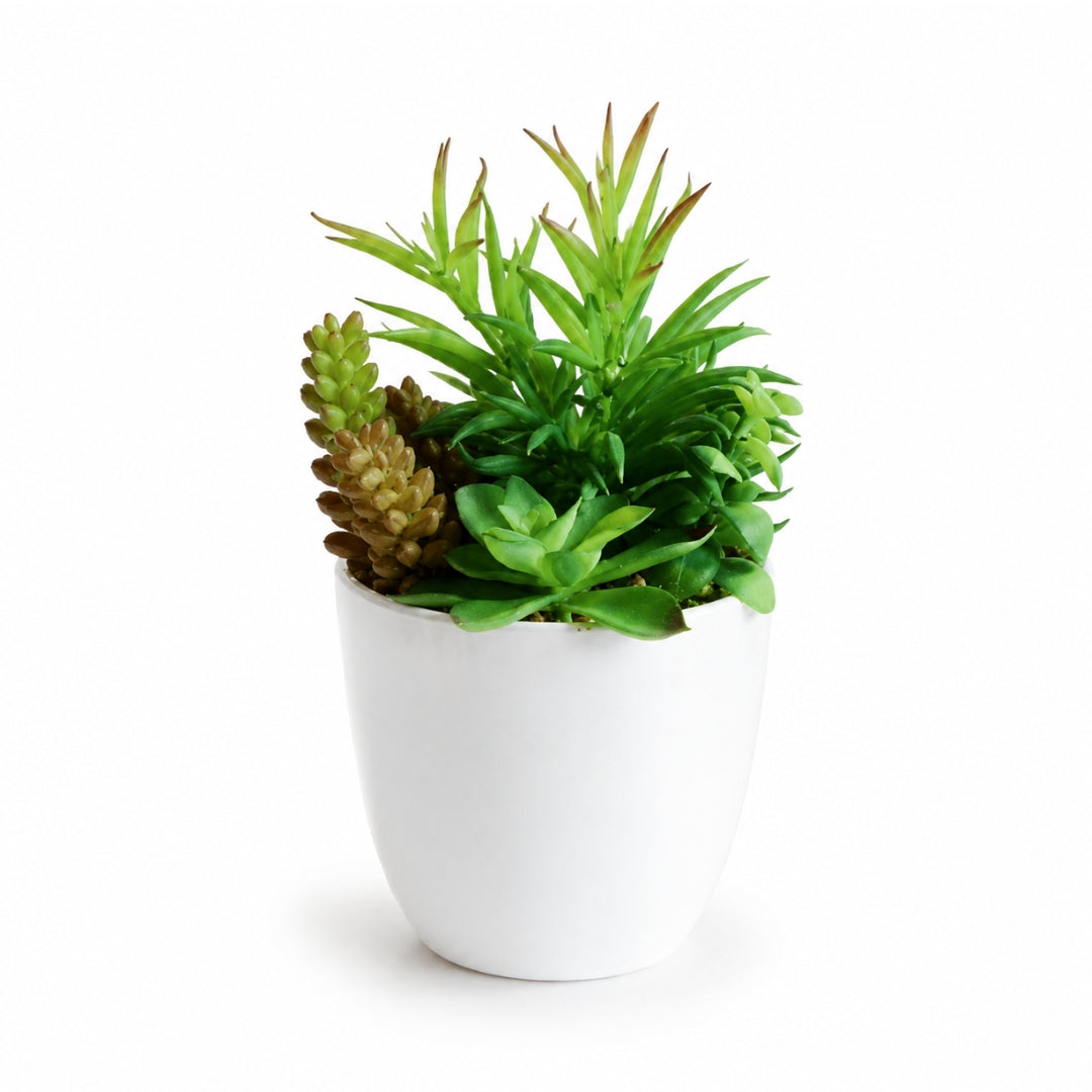 Mixed 20cm succulent plant from Alton Flowers, ideal for indoor office or house decor with vibrant, low-maintenance foliage.