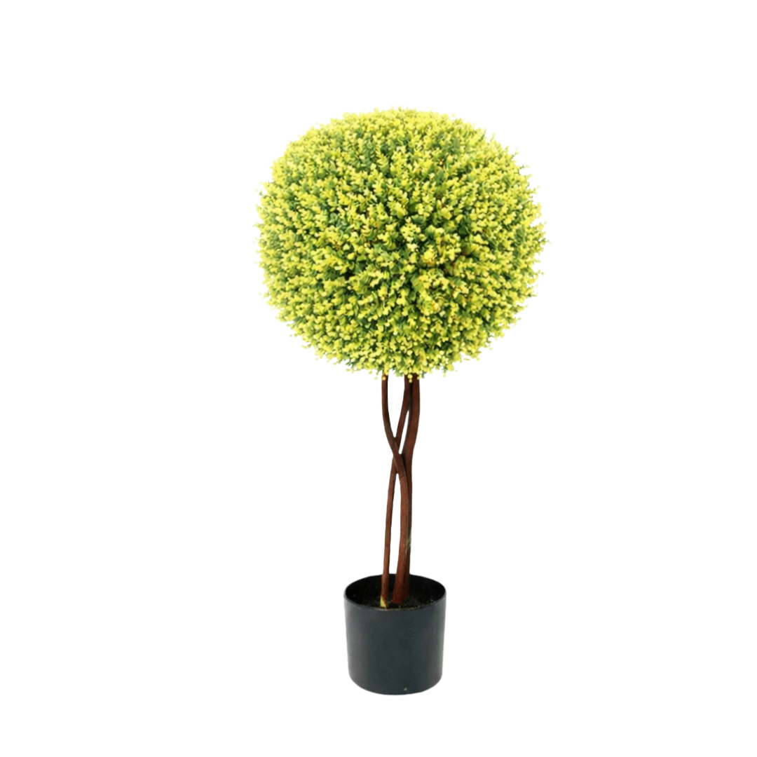80cm Single Boxwood Topiary Ball Plant
