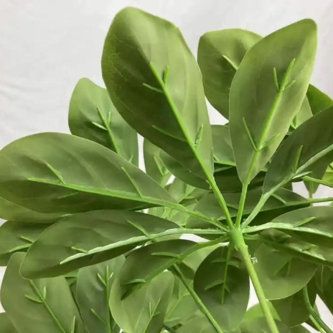 60cm Plant Sheffera x 18 stem of leaves, each stem having 7 to 8 fingers of leaves. Aplant655