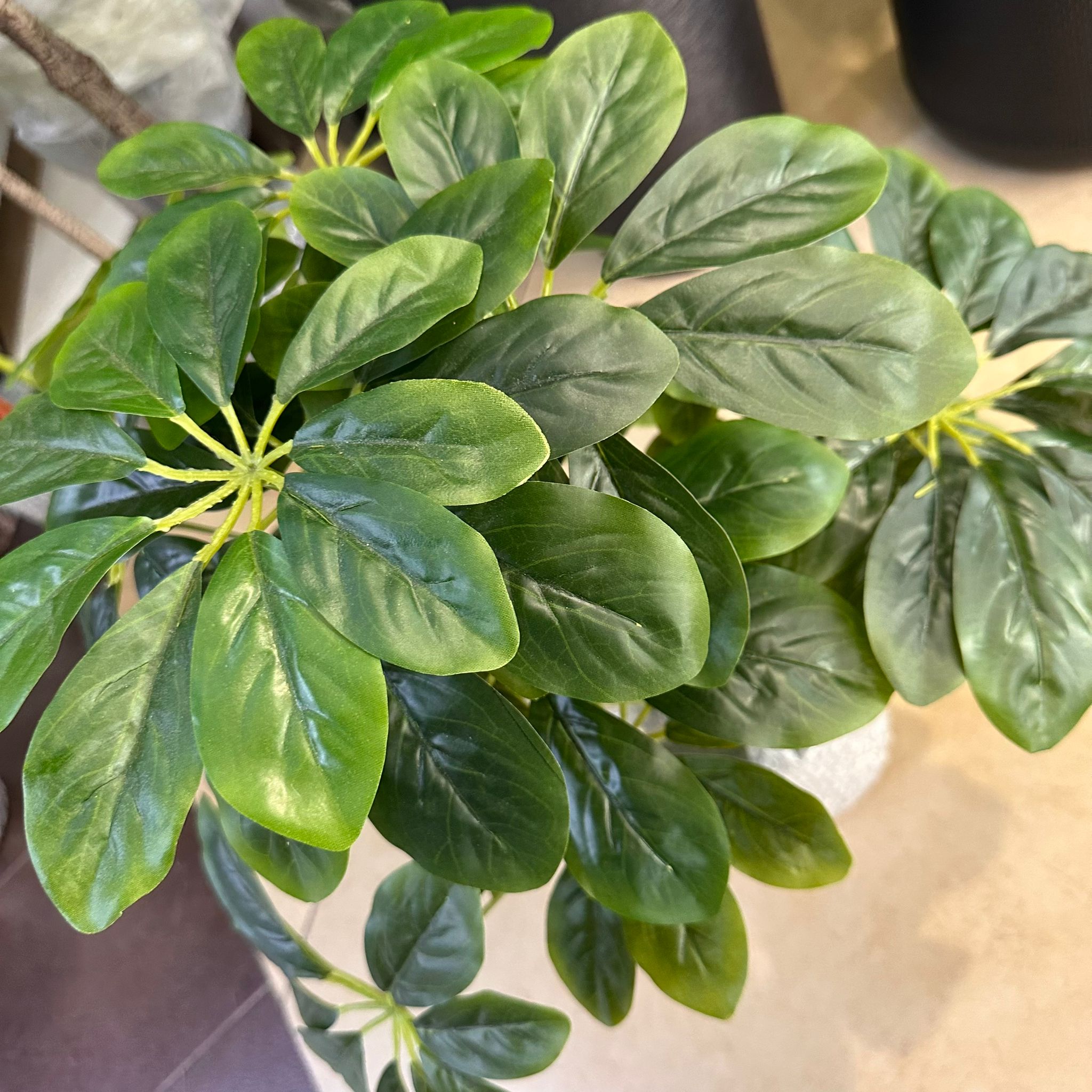 60cm Plant Sheffera x 18 stem of leaves, each stem having 7 to 8 fingers of leaves. Aplant655