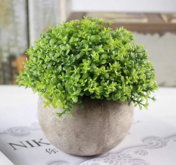 12cm potted Cordyceps sinensis plant by Alton Flowers in a decorative pot, showcasing lush greenery and healthy growth.