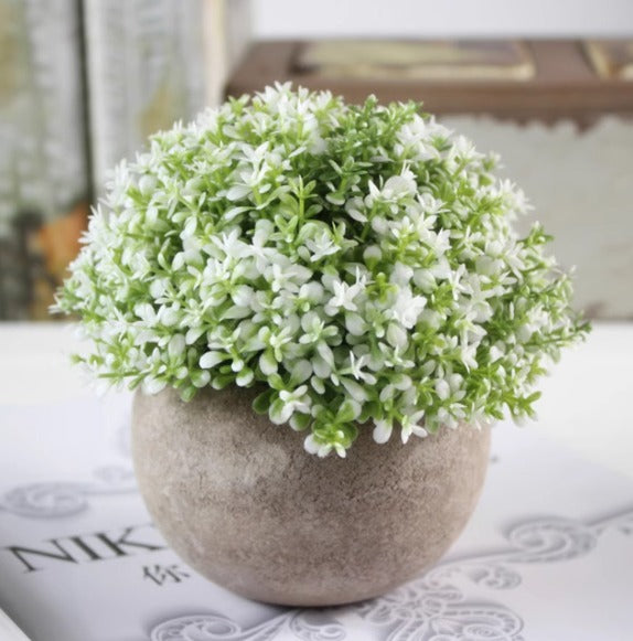 12cm potted Cordyceps sinensis plant in a ceramic pot, cultivated by Alton Flowers, showcasing lush green foliage.
