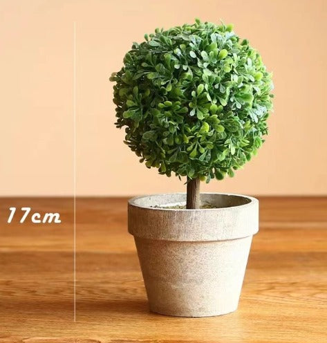 12cm potted Cordyceps sinensis plant in a ceramic pot, showcased by Alton Flowers.