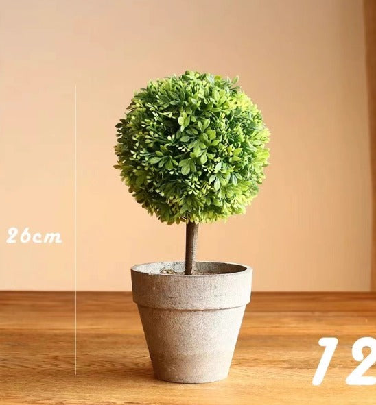 12cm potted Cordyceps sinensis plant in a decorative pot, from Alton Flowers, with vibrant green foliage and healthy growth.