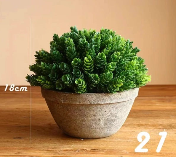 12cm potted Cordyceps sinensis plant in a pot, grown by Alton Flowers, showcasing vibrant green foliage and healthy growth.