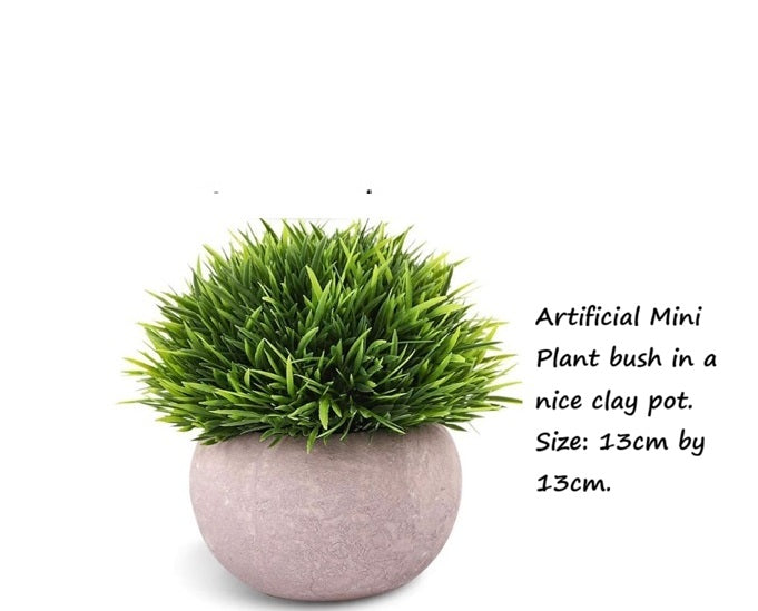 12cm potted Cordyceps sinensis plant in a ceramic pot by Alton Flowers, showcasing lush green foliage and healthy growth.