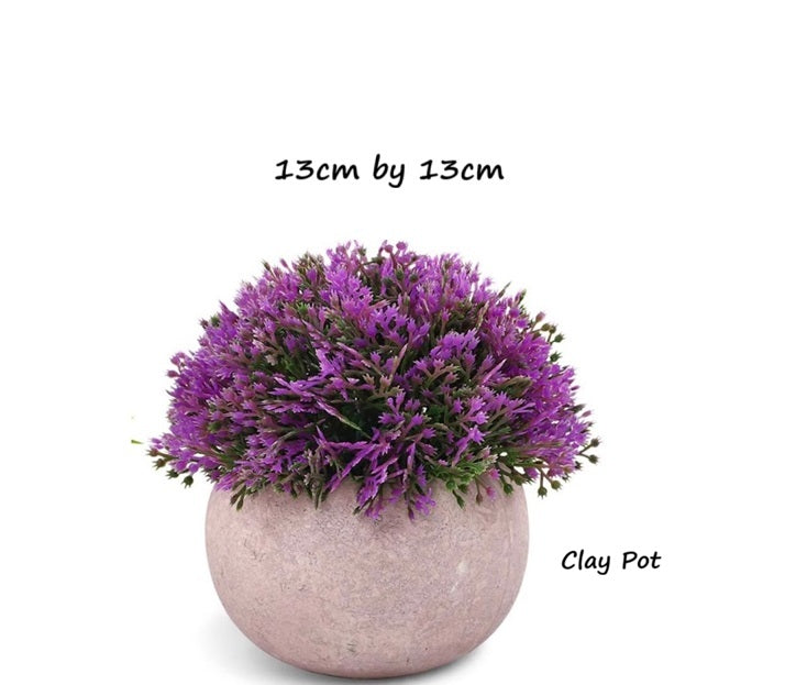 12cm potted Cordyceps sinensis plant in a decorative pot, featuring lush green foliage and healthy growth.