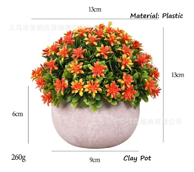 12cm potted Cordyceps sinensis plant in a ceramic pot, cultivated by Alton Flowers, showcasing lush green foliage.