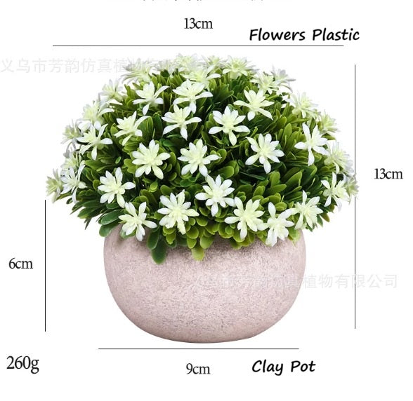Potted Cordyceps sinensis plant in a small container, featuring lush green foliage and a healthy appearance.